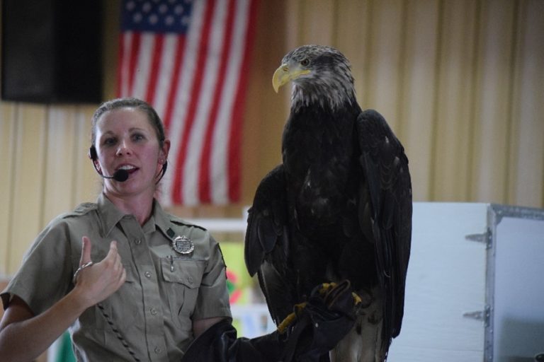 Bald Eagle Feather Transition: A Journey from Juvenile to Maturity – INRF